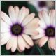 Osteospermum-Symphony-'Peach'-PW